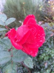 Rose im November