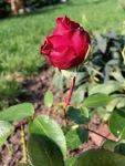 Rose im Oktober